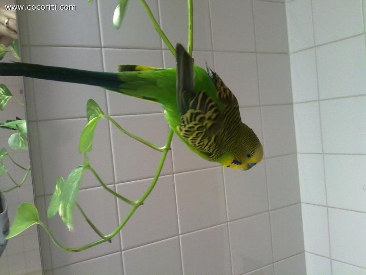 Morgan Tarzan